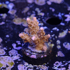 Tyree pinky the bear acropora 2