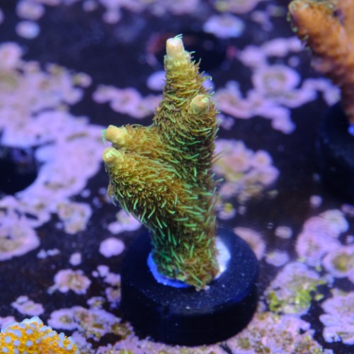 OG millpora acropora 2