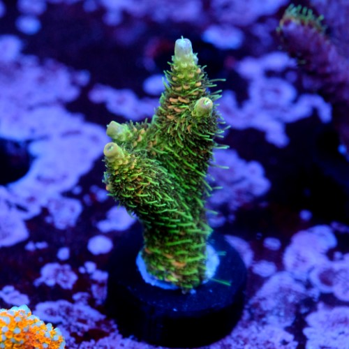 OG millpora acropora 1