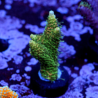 OG millpora acropora 1