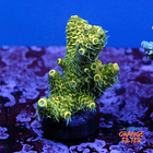 Acropora millepora yellow  1