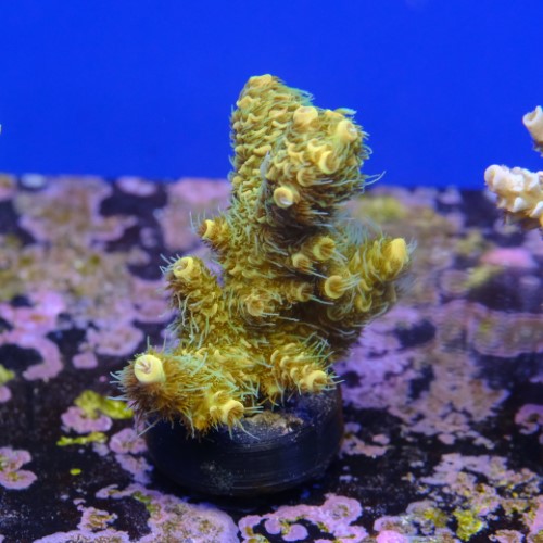 Acropora millepora yellow  2