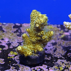 Acropora millepora yellow  2