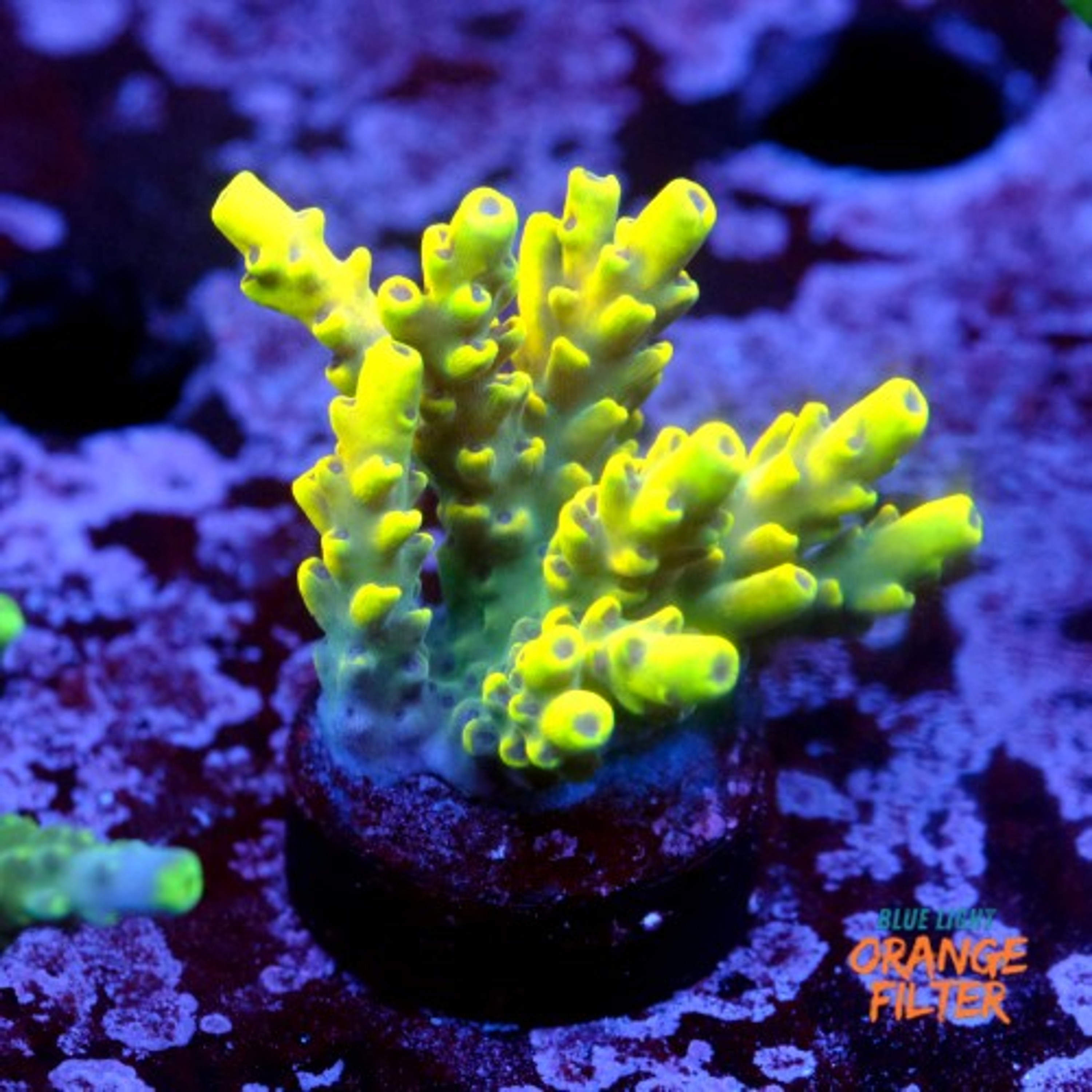 Acropora cythrea 