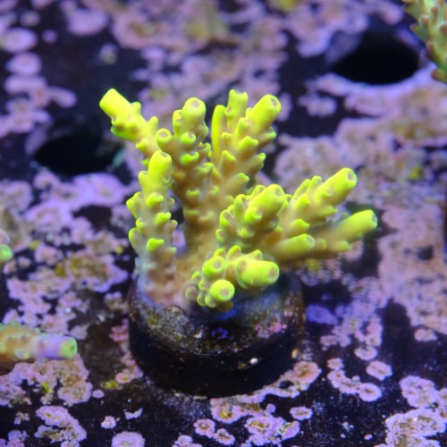 Acropora cythrea  2