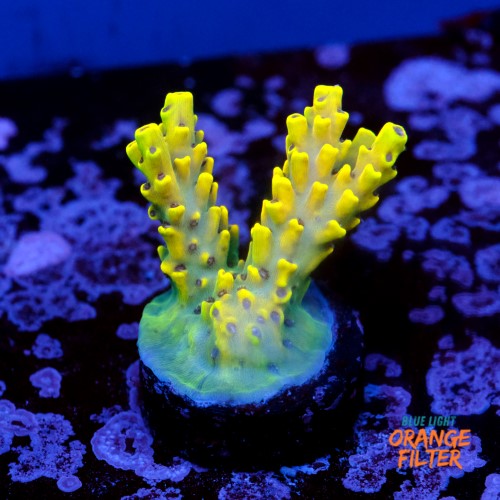 Acropora cythrea  1