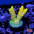 Acropora cythrea  1