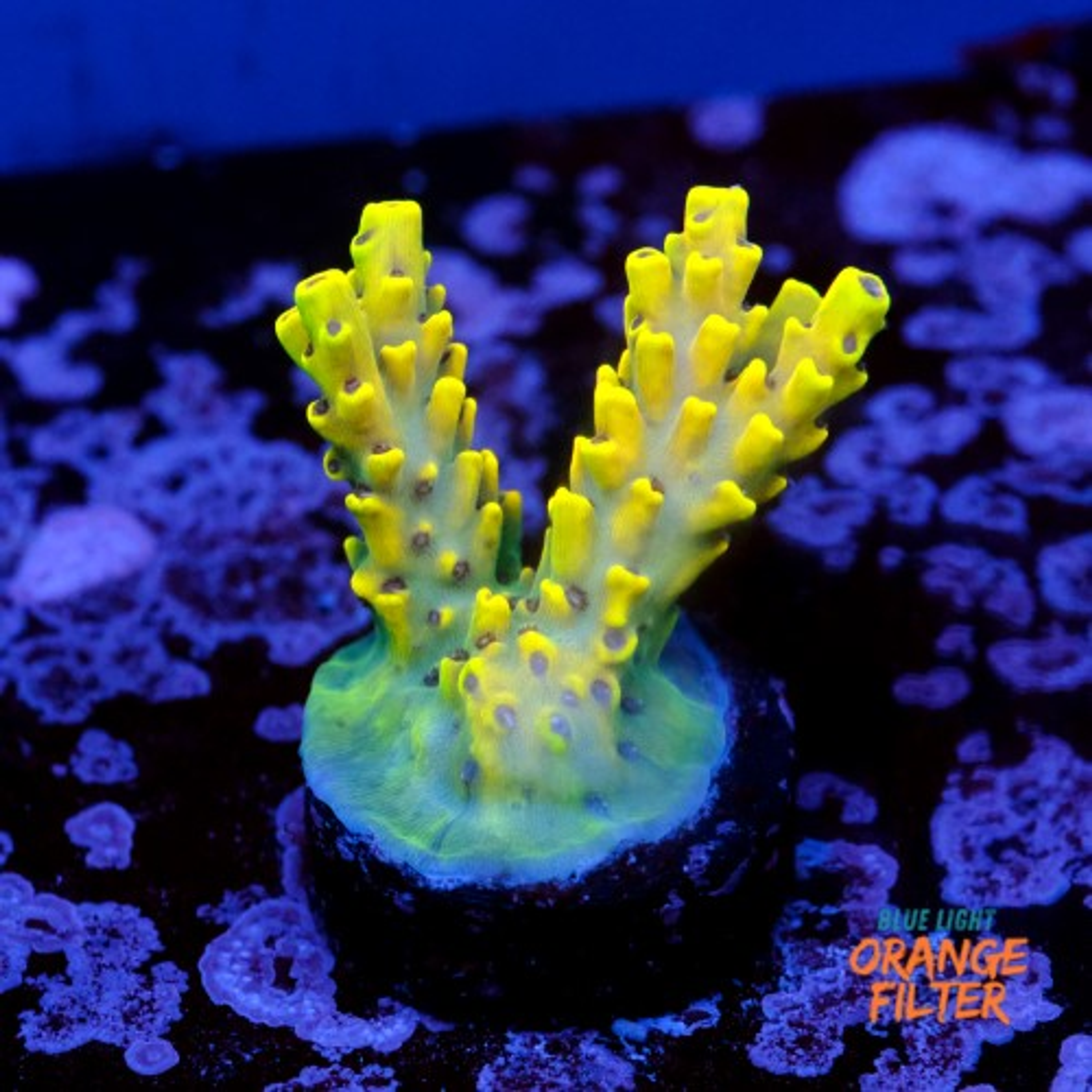 Acropora cythrea 