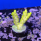 Acropora cythrea  2