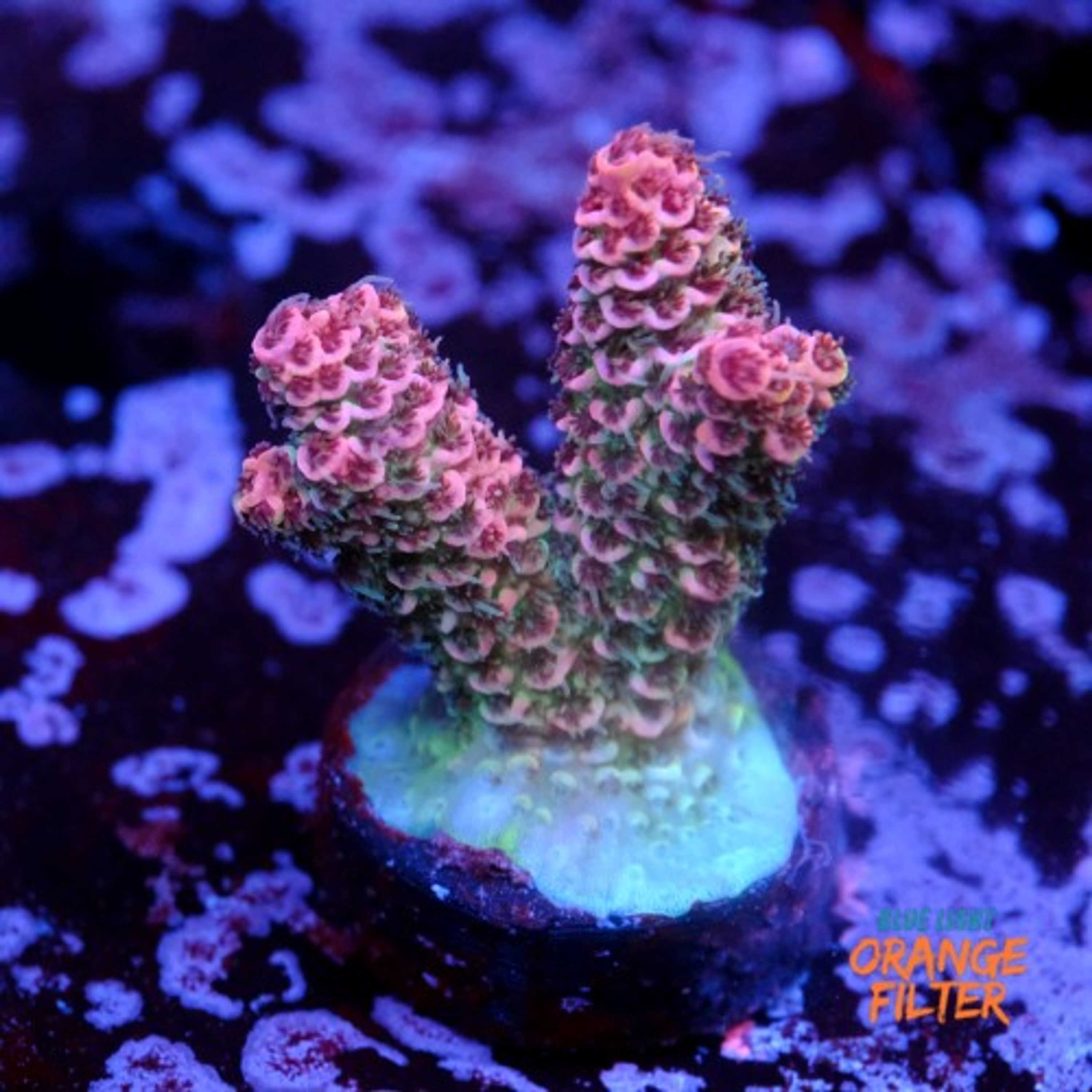 Daredevil millepora acropora