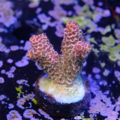 Daredevil millepora acropora 2