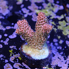 Daredevil millepora acropora 2