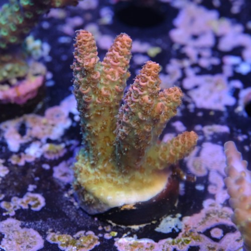 Daredevil millepora acropora 2