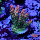 Daredevil millepora acropora 1