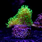 Sarcophyton fiji - Thumbnail 2