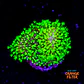 Sarcophyton fiji - Thumbnail 1