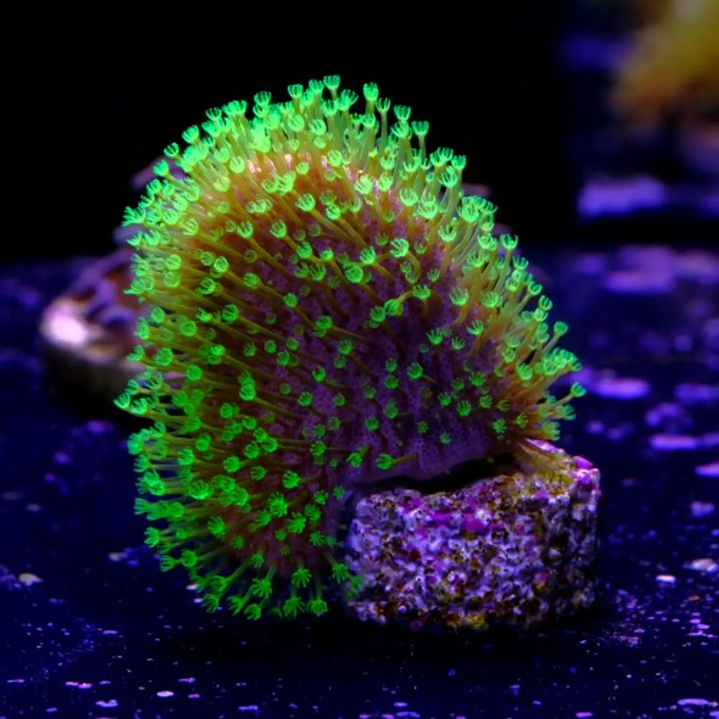 Sarcophyton fiji 2