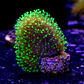 Sarcophyton fiji - Thumbnail 2