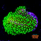 Sarcophyton fiji - Thumbnail 1
