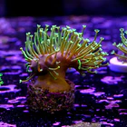 Sarcophyton madagascar  2