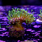 Sarcophyton madagascar  - Thumbnail 2