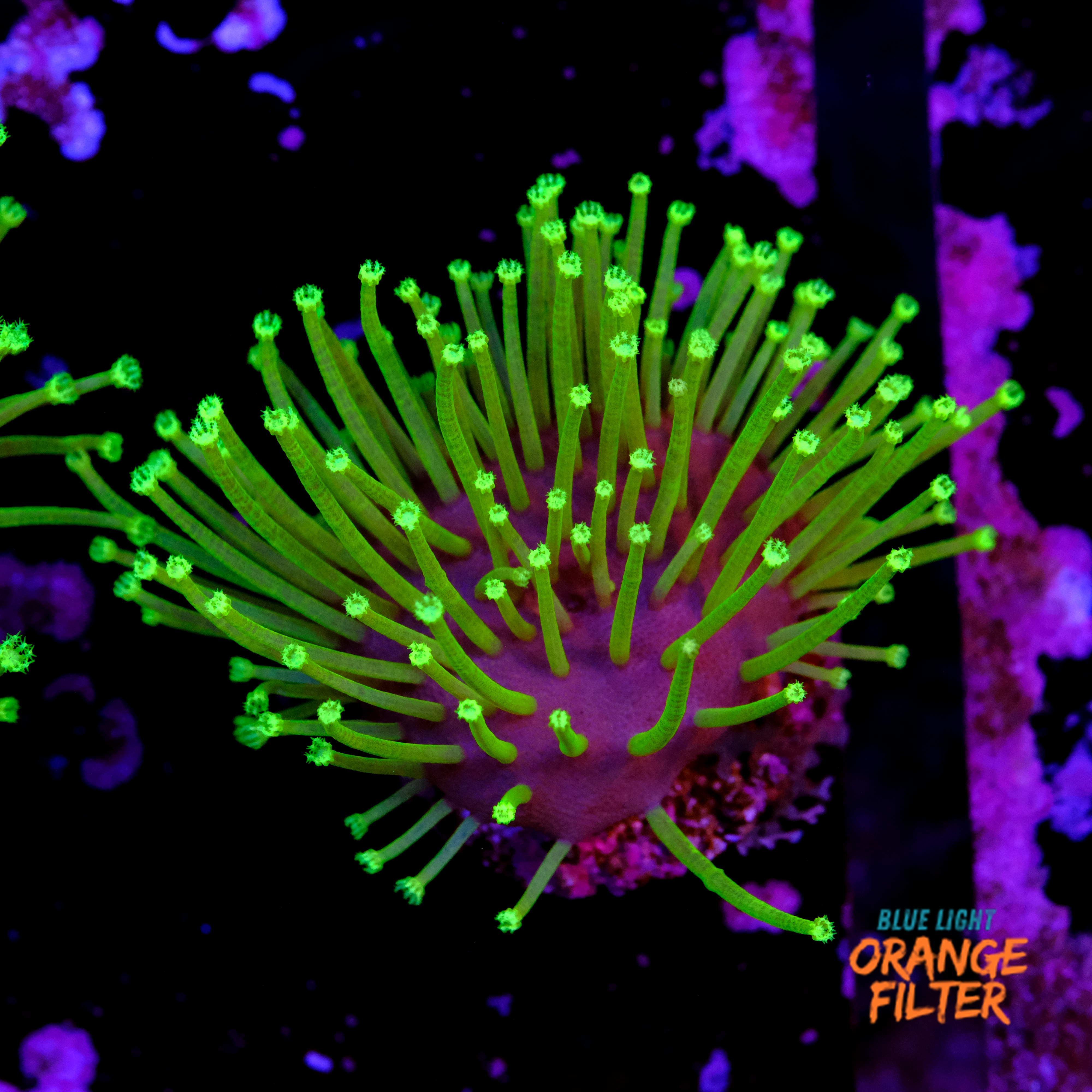 Sarcophyton madagascar  1