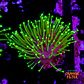 Sarcophyton madagascar  - Thumbnail 1