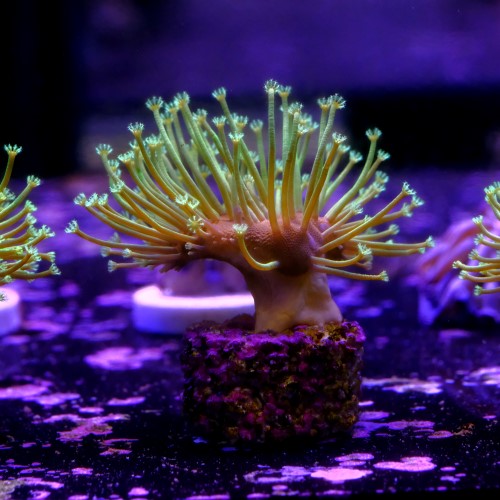 Sarcophyton madagascar  2