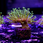 Sarcophyton madagascar  2