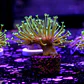 Sarcophyton madagascar  - Thumbnail 2