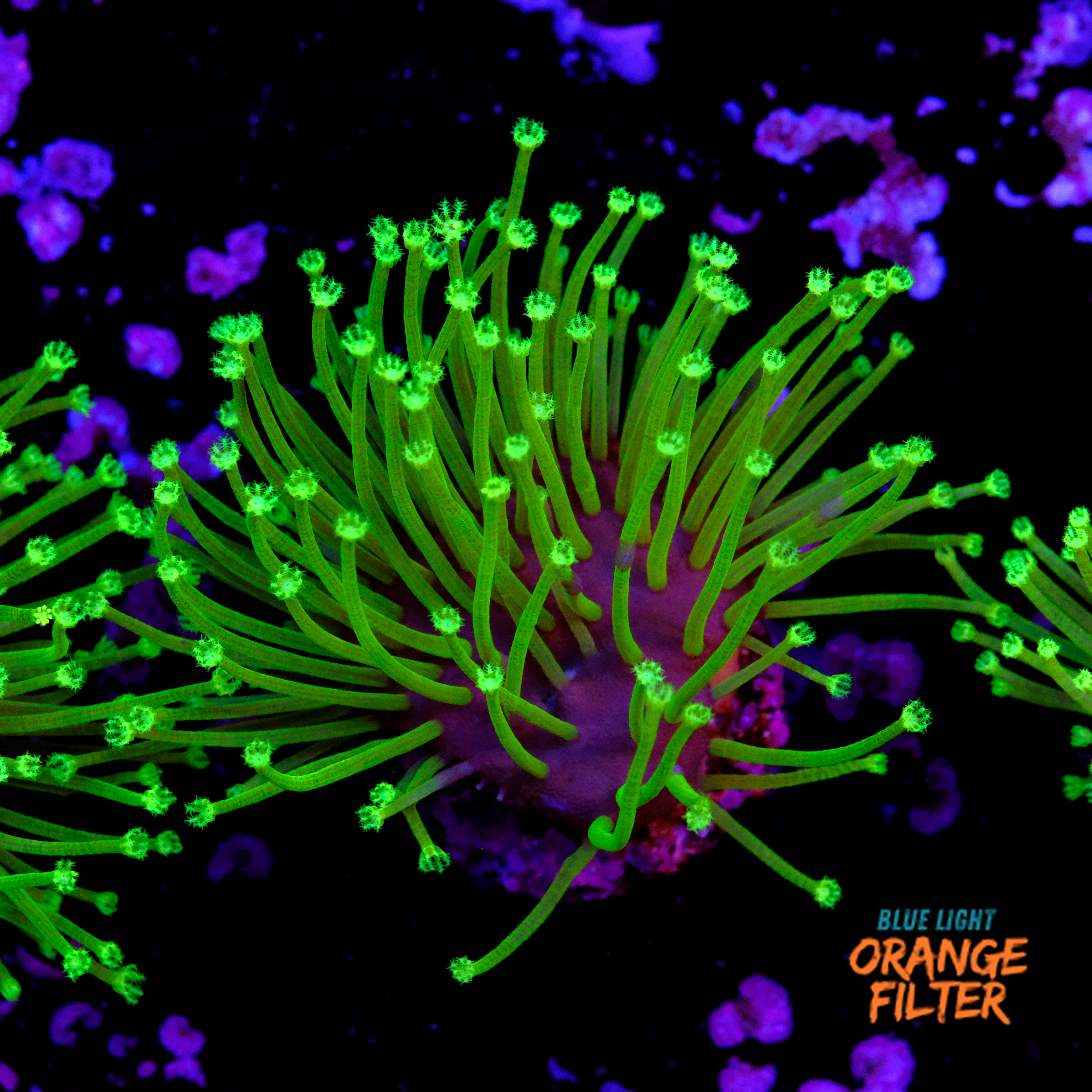 Sarcophyton madagascar  1