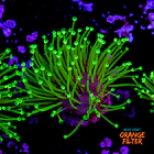 Sarcophyton madagascar  1