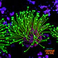 Sarcophyton madagascar  - Thumbnail 1