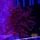 Capnella imbricata pink +15cm 1