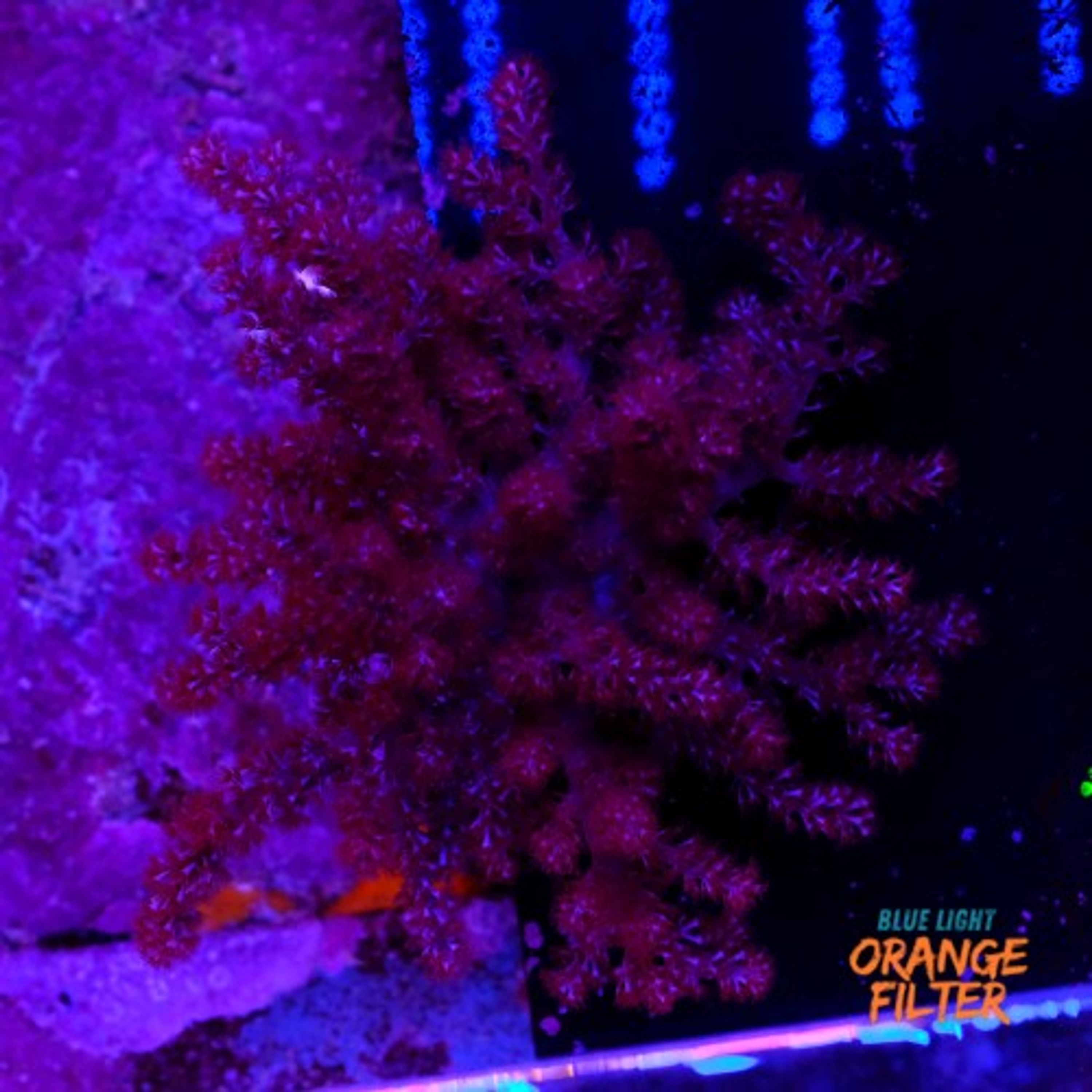 Capnella imbricata pink +15cm