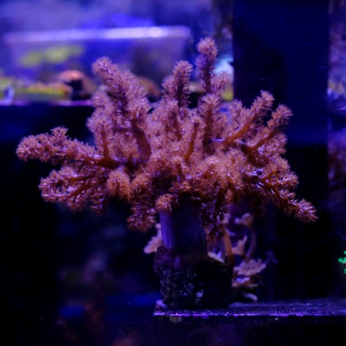 Capnella imbricata pink +15cm 2