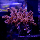 Capnella imbricata pink +15cm 2