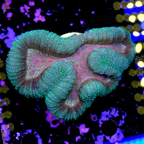 Lobophyllia  2