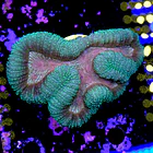 Lobophyllia  2