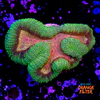 Lobophyllia  1