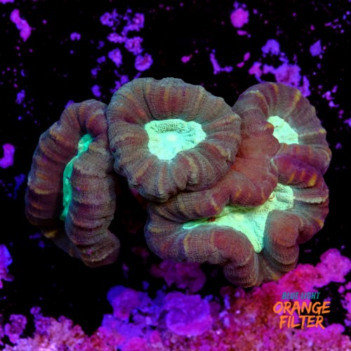 Caulastrea coca cola (4head) 1