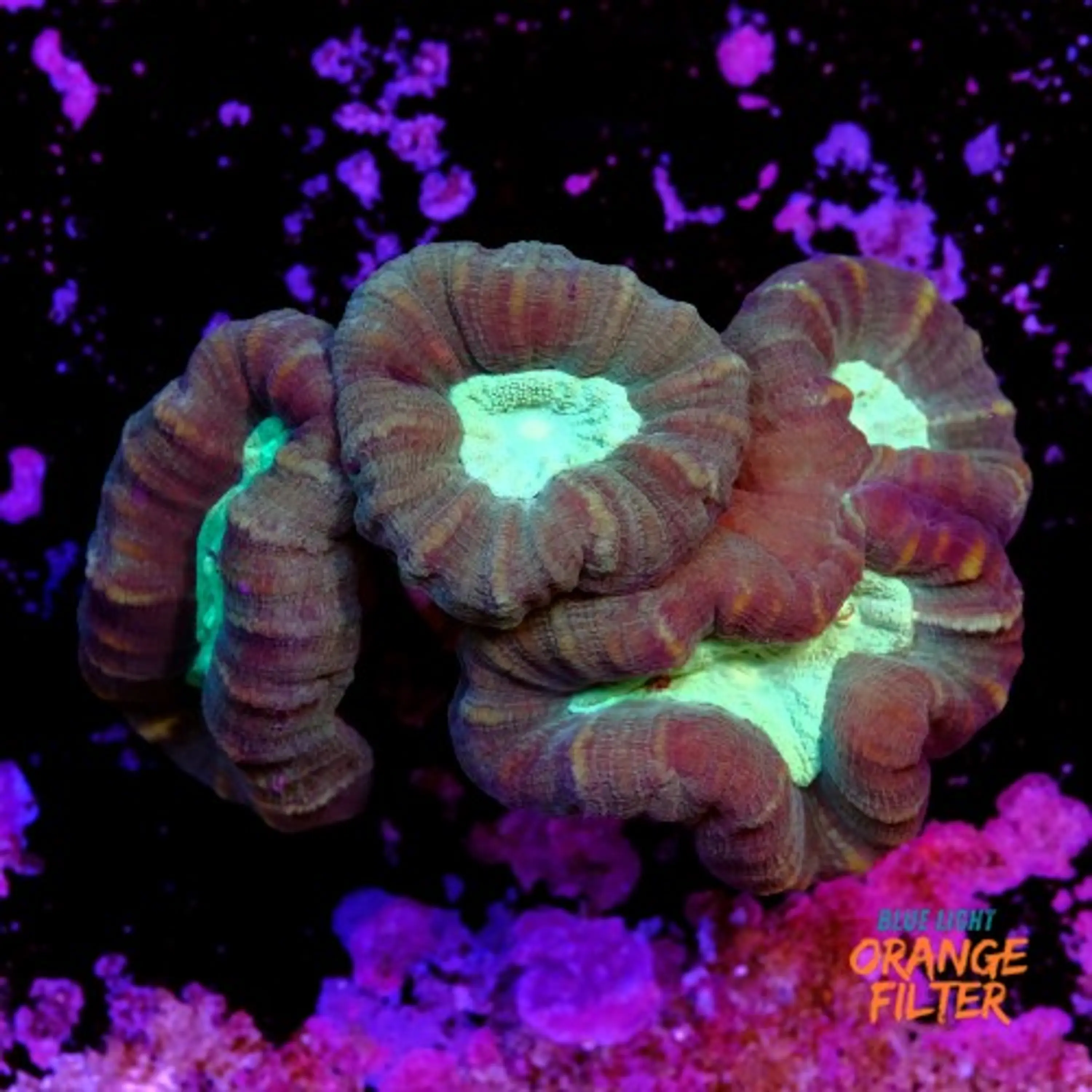 Caulastrea coca cola (4head)