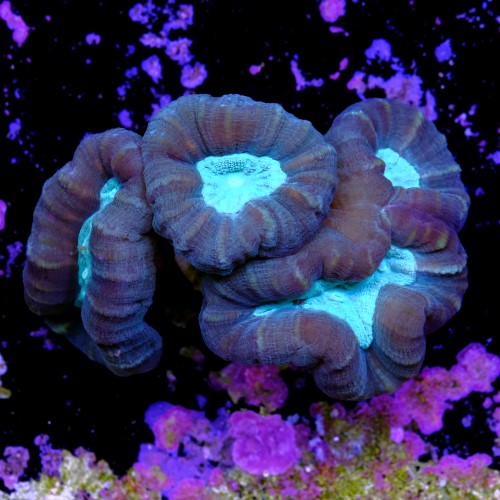 Caulastrea coca cola (4head) 2