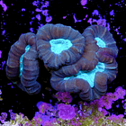 Caulastrea coca cola (4head) 2