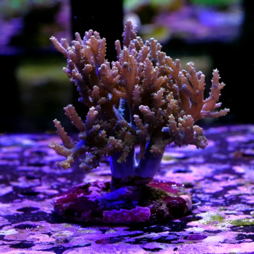 Sinulária sp (+10cm) 2