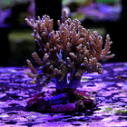 Sinulária sp (+10cm) 2