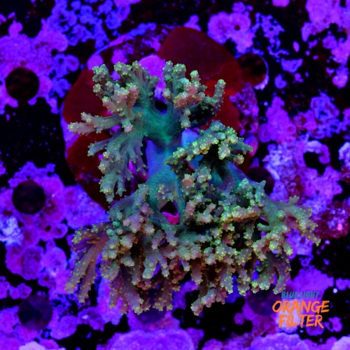 Sinulária sp (+10cm) 1