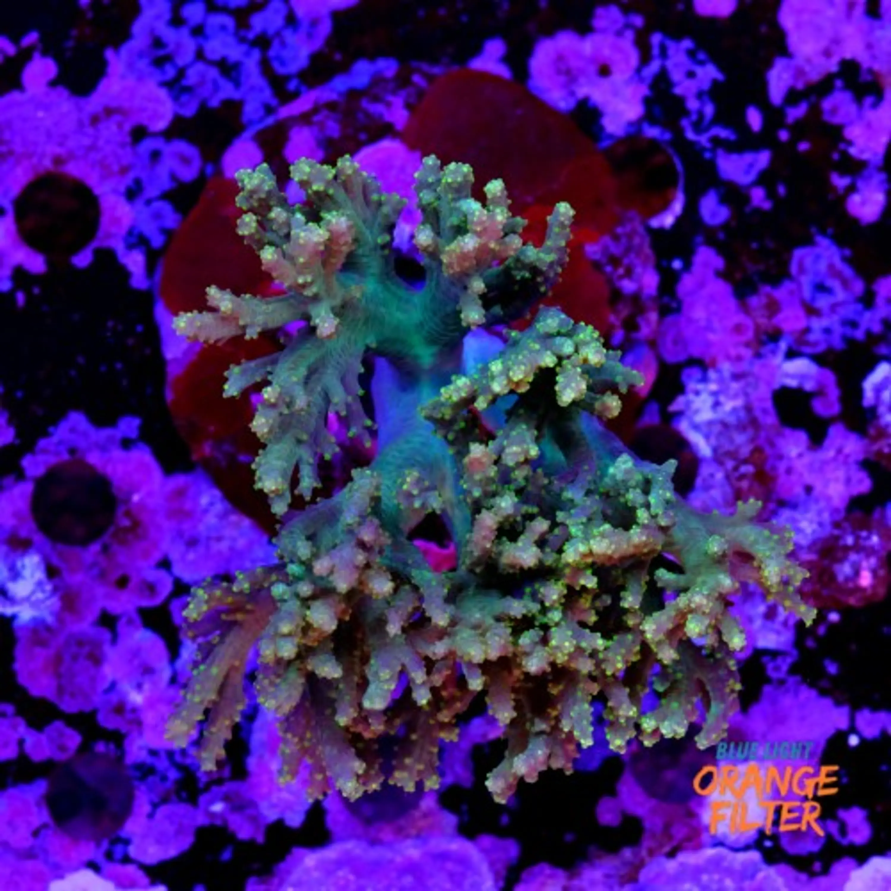 Sinulária sp (+10cm)