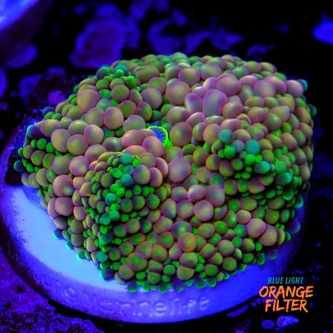 Ricordea florida rainbow 