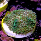 Ricordea florida rainbow  2